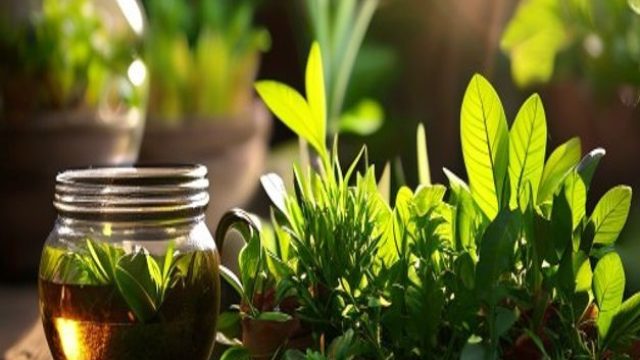 Cultivating Tranquility: Grow Your Own Herbs for Herbal Tea Bliss