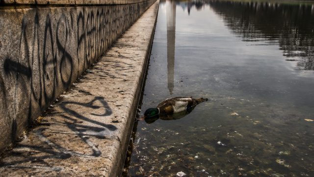 Vandalism Claims and Duck Mortality: Reflecting Pool Under Fire