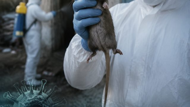 End of Hantavirus Quarantine: Insights and Implications for Public Health