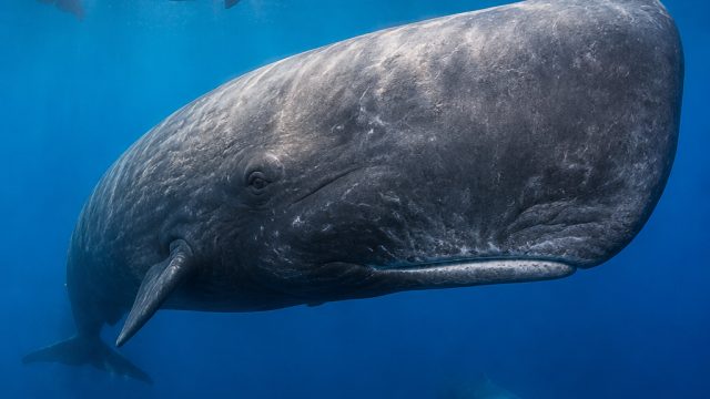 New Discoveries Reveal Unique Sperm Whale Dialects Across the Mediterranean
